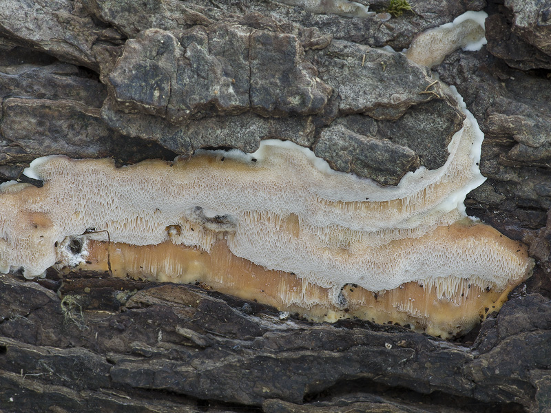 Rigidoporus pouzarii